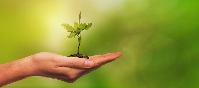 A small sapling held in a hand in front of a green background