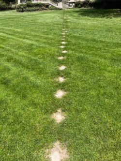 The image shows a grassy lawn with patches in it that form a kind of pathway.