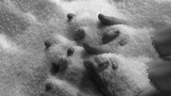 The image depicts hands submerged in grains of rock salt. The image is in black and white